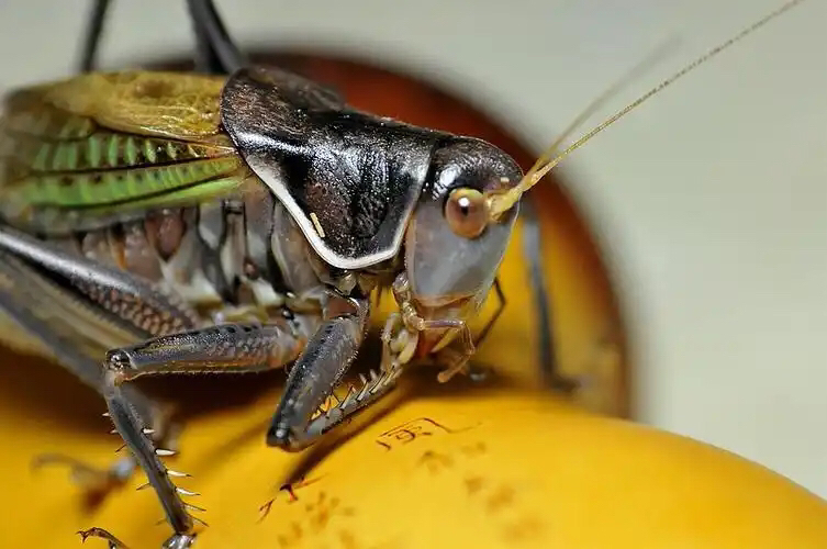 新脱大个蝈蝈 听叫蝈蝈 