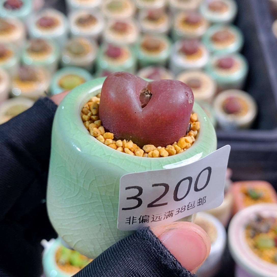 3200-一物一拍 带盆