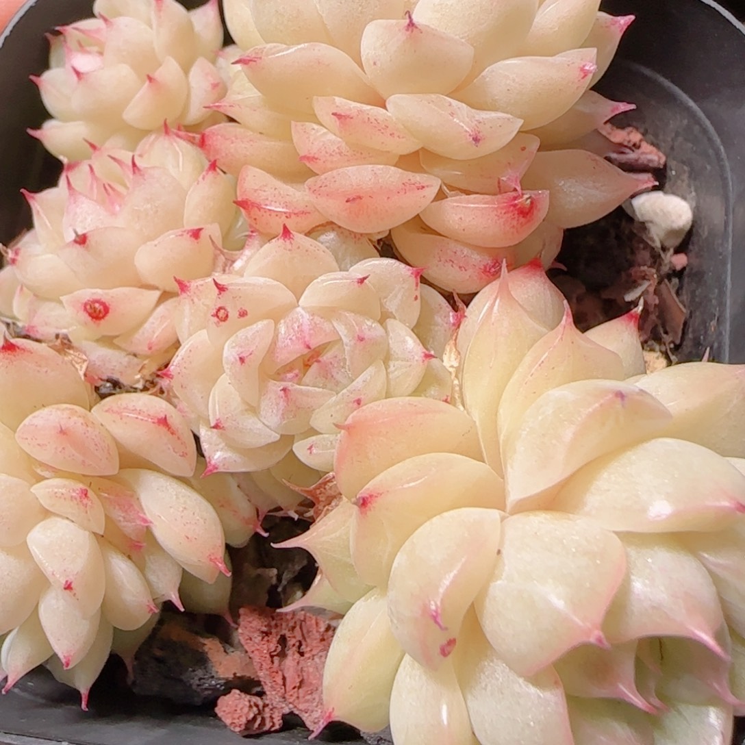 花语逸镜1129-109散