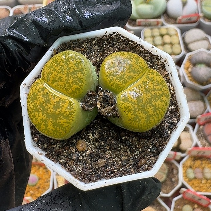 生石花2:：。紫折。 899号