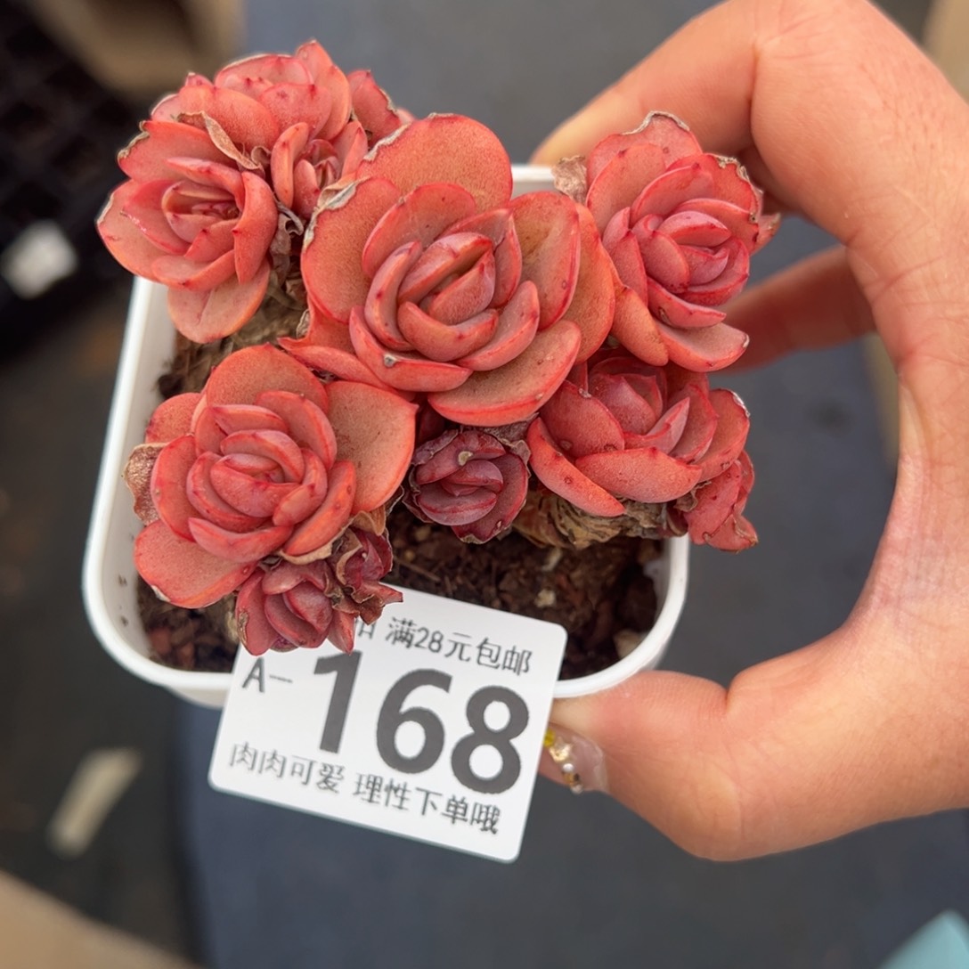 秀妍多肉多肉多肉多肉