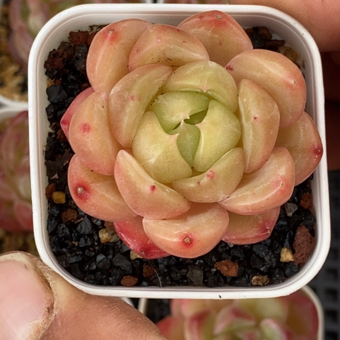 天官赐福百无禁忌