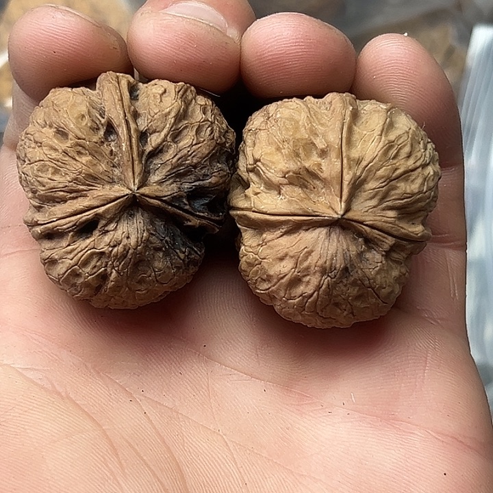 把件文玩核桃20号大背头三楞36尺