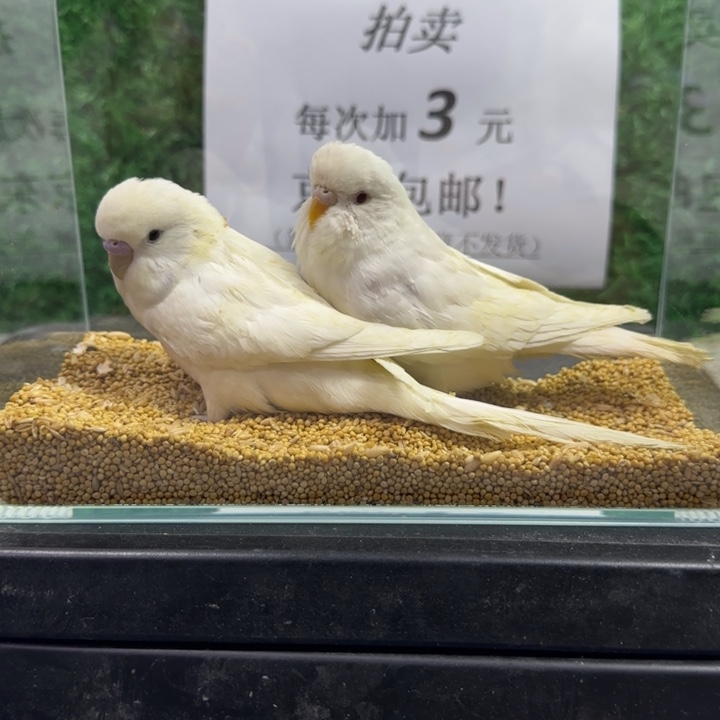 虎皮鹦鹉大头虎皮鹦鹉