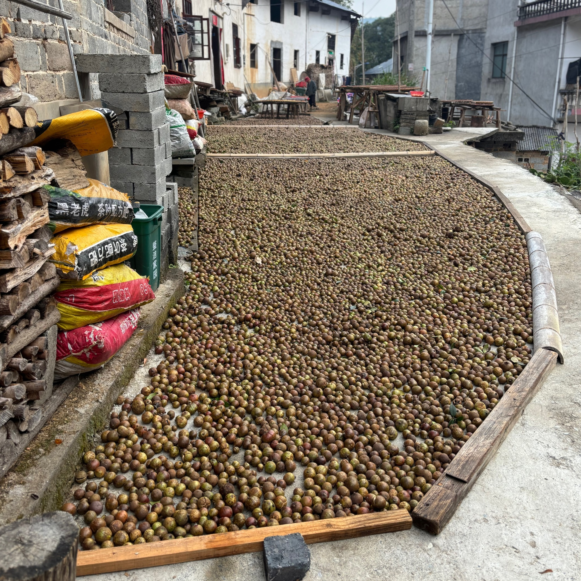 黄山本土老品种高山油茶果
