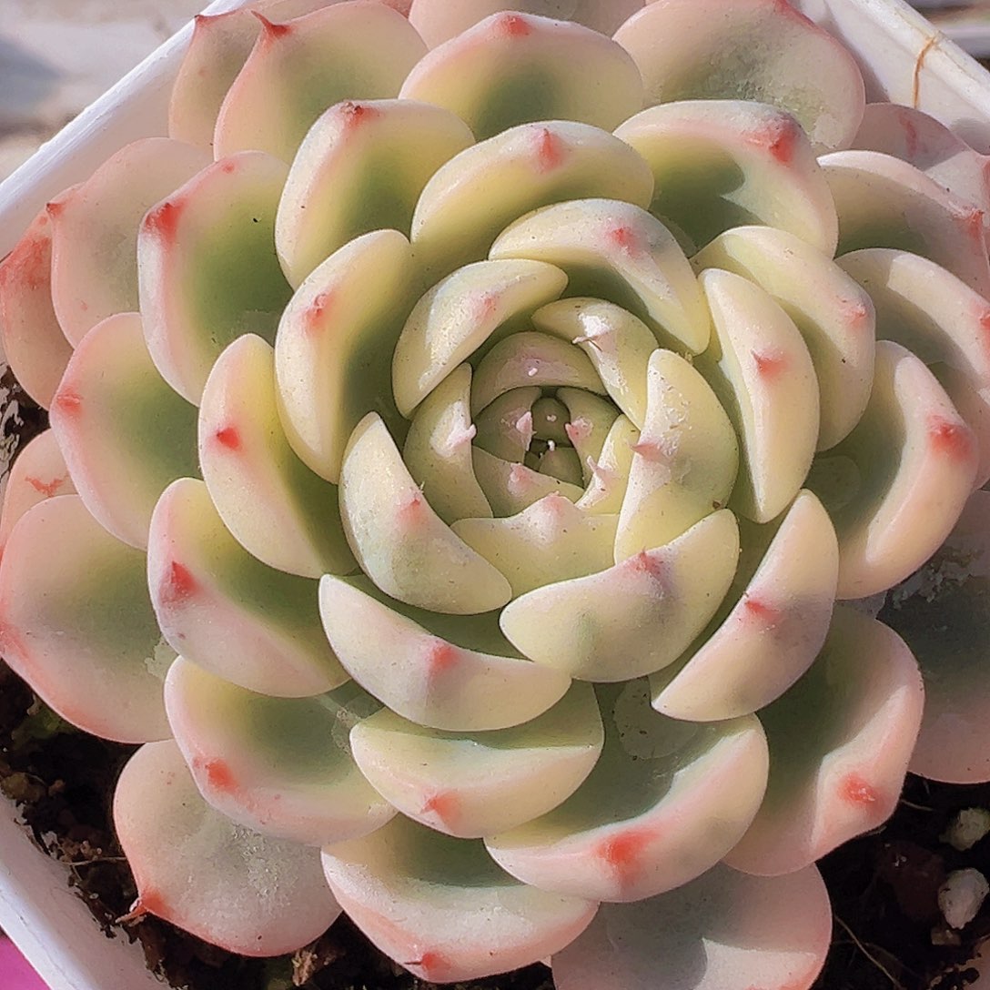姬莲锦19包邮多肉植物