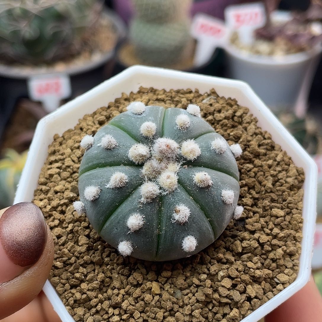 实生大尤皇冠兜仙人球2