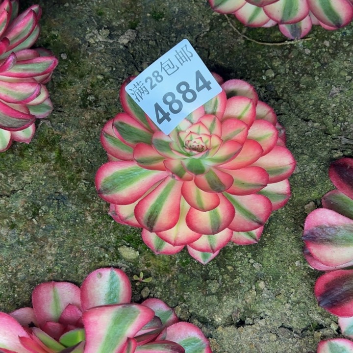 4884南荔枝多肉植物