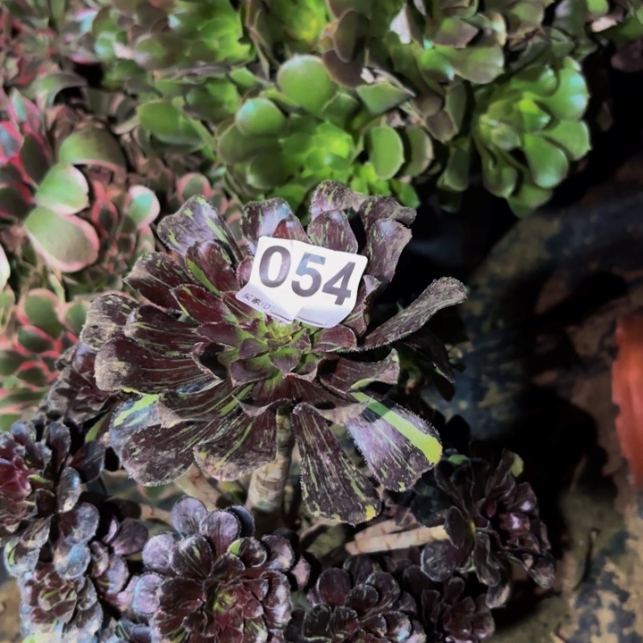 054水墨丹青多肉植物不售后