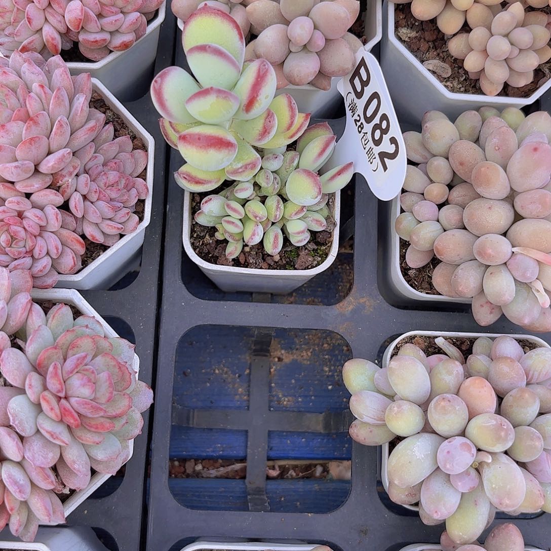 B082哪吒一物一拍