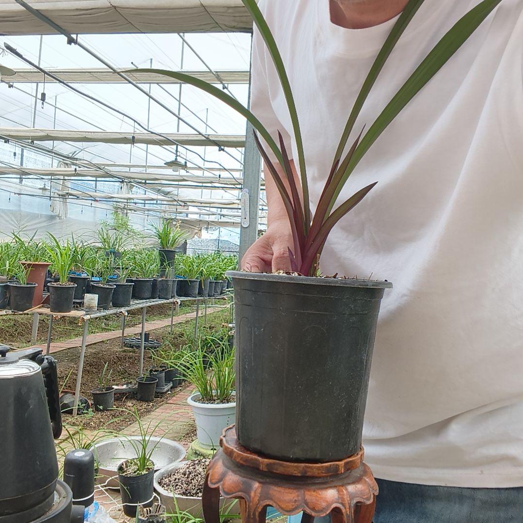 义***汇无花朵建兰红草红荷