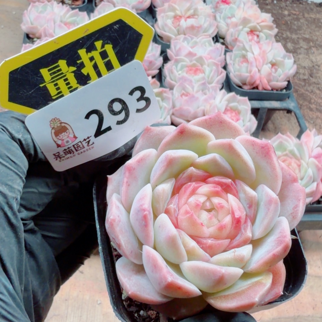 多肉植物多肉植物