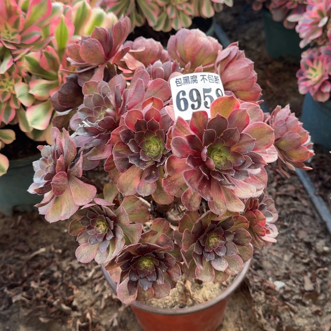 法师万七彩6958 18-47