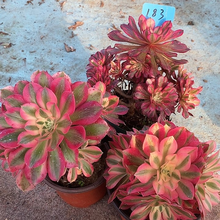 183 三科法师多肉