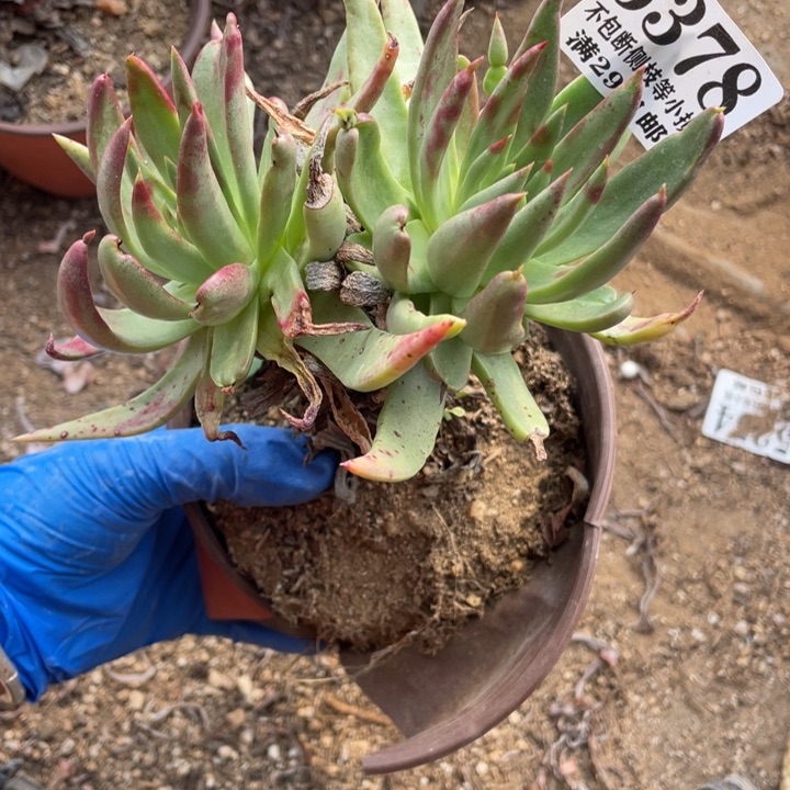 378号伊静思多肉植物