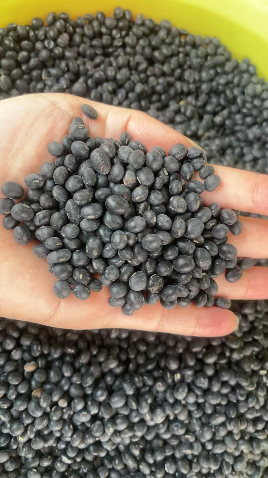 {汕尾小情} 潮汕特产本地黑豆