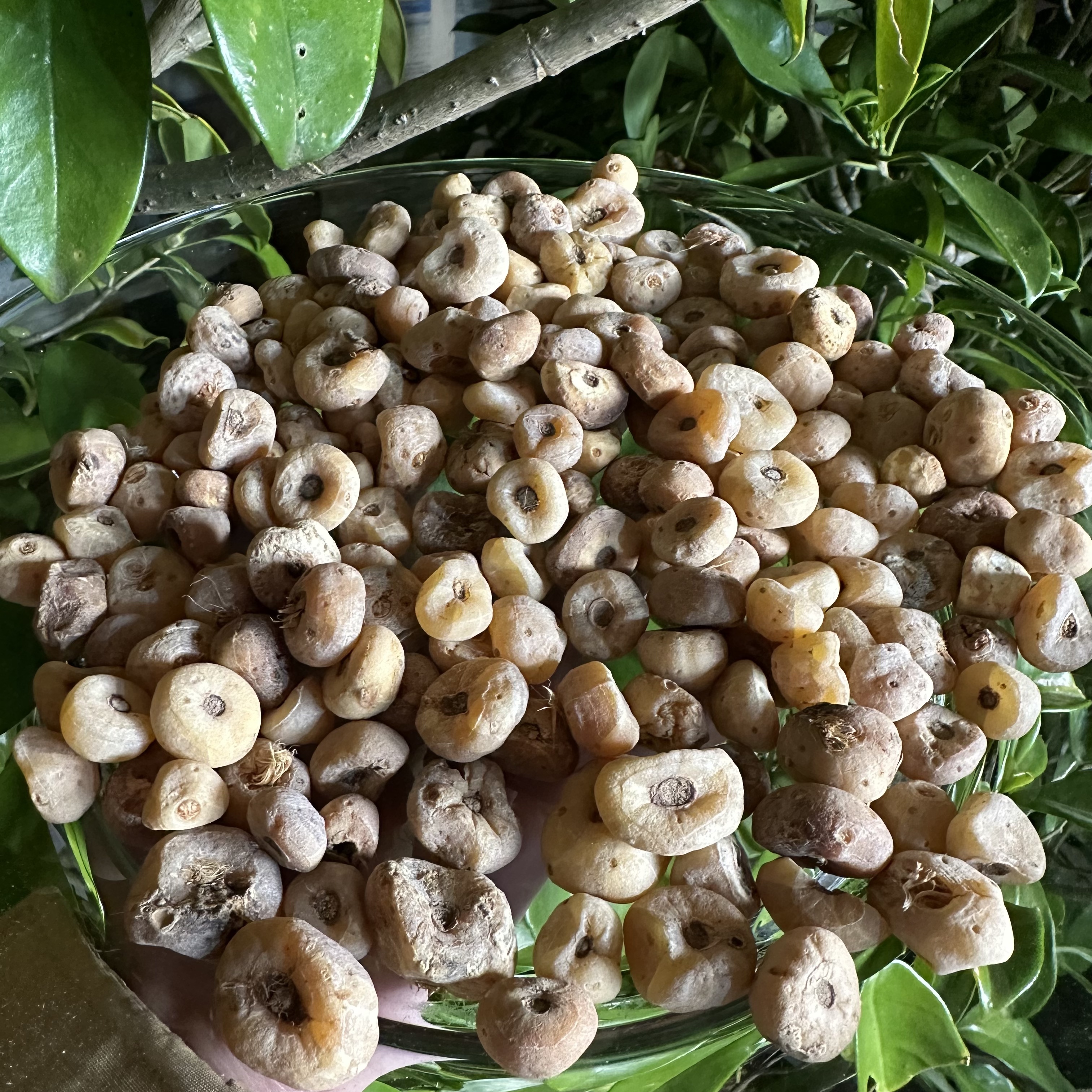 1【玉-皇-丹】净含量150g-500g【阿虎现收】