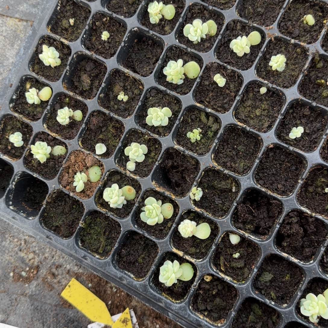 任姐黄甜心穴一个满25包邮