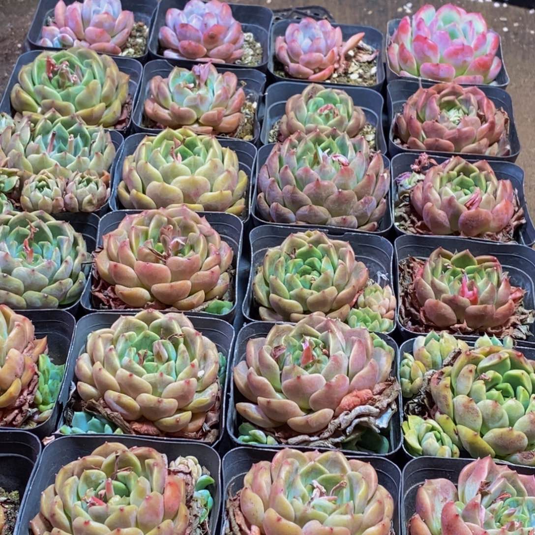 557的我是一个人的