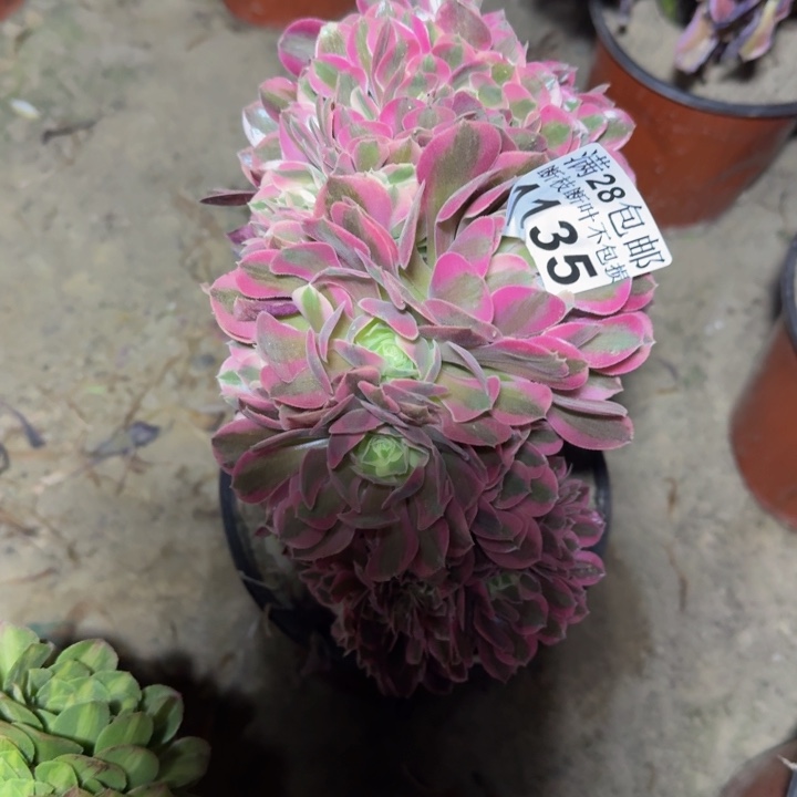 1135女巫缀多肉植物