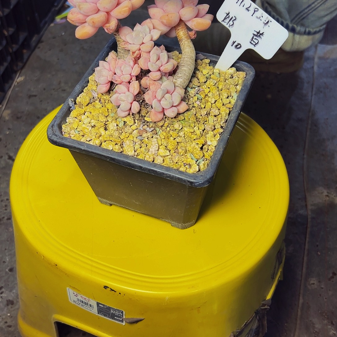 ^***笑9号一物一拍脱土包包邮