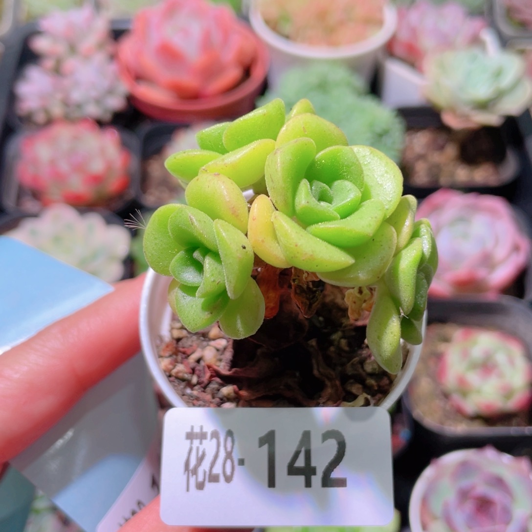 花利美28-142百合莉莉