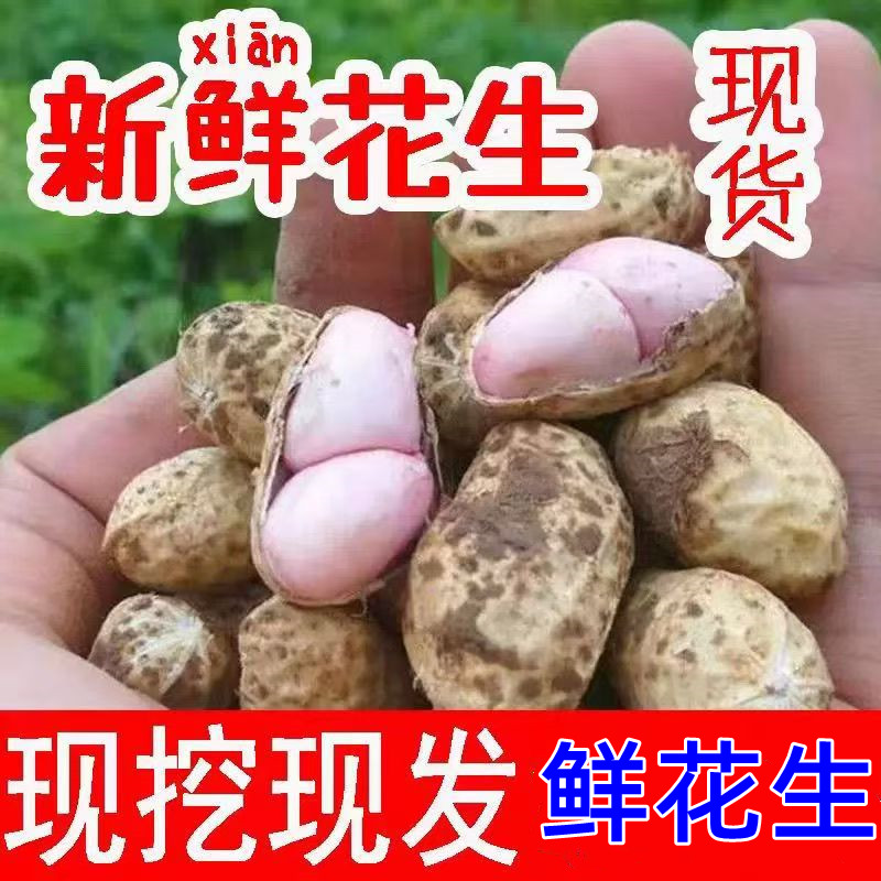 25年新鲜湿花生现挖湿花生带壳花生生吃农家新鲜可水煮沙土花生