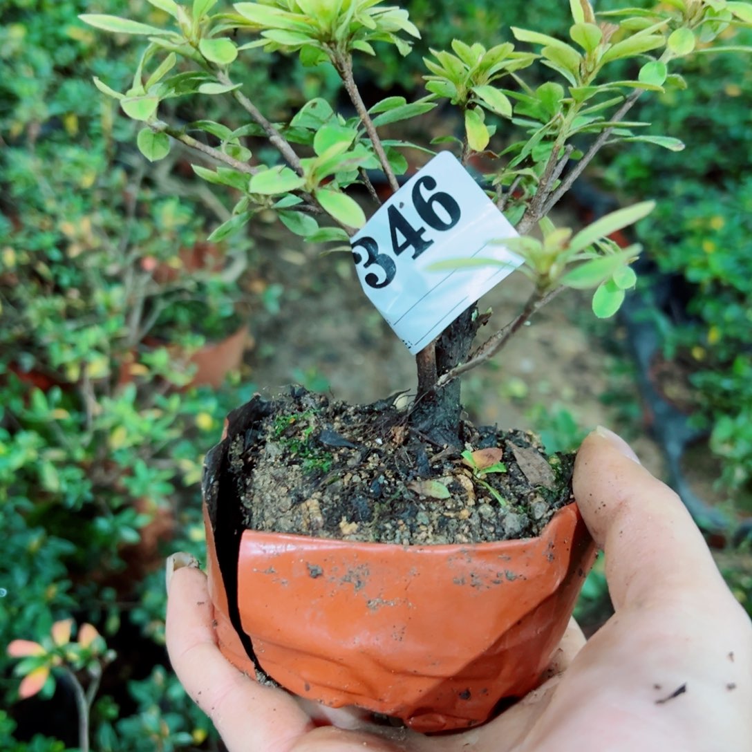 完全开放杜鹃花科植物有花