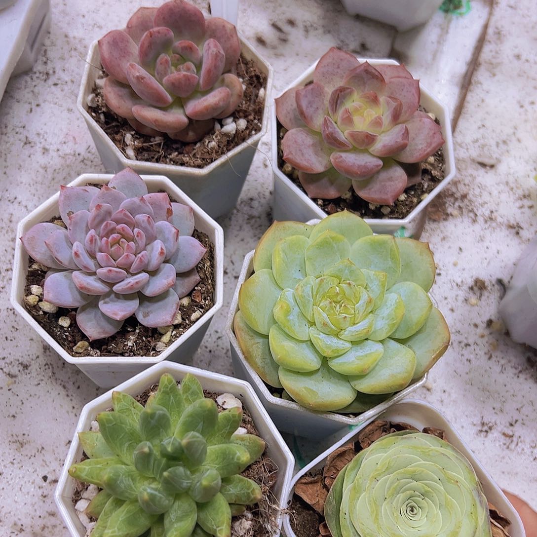 星星橙组合6盆带盆