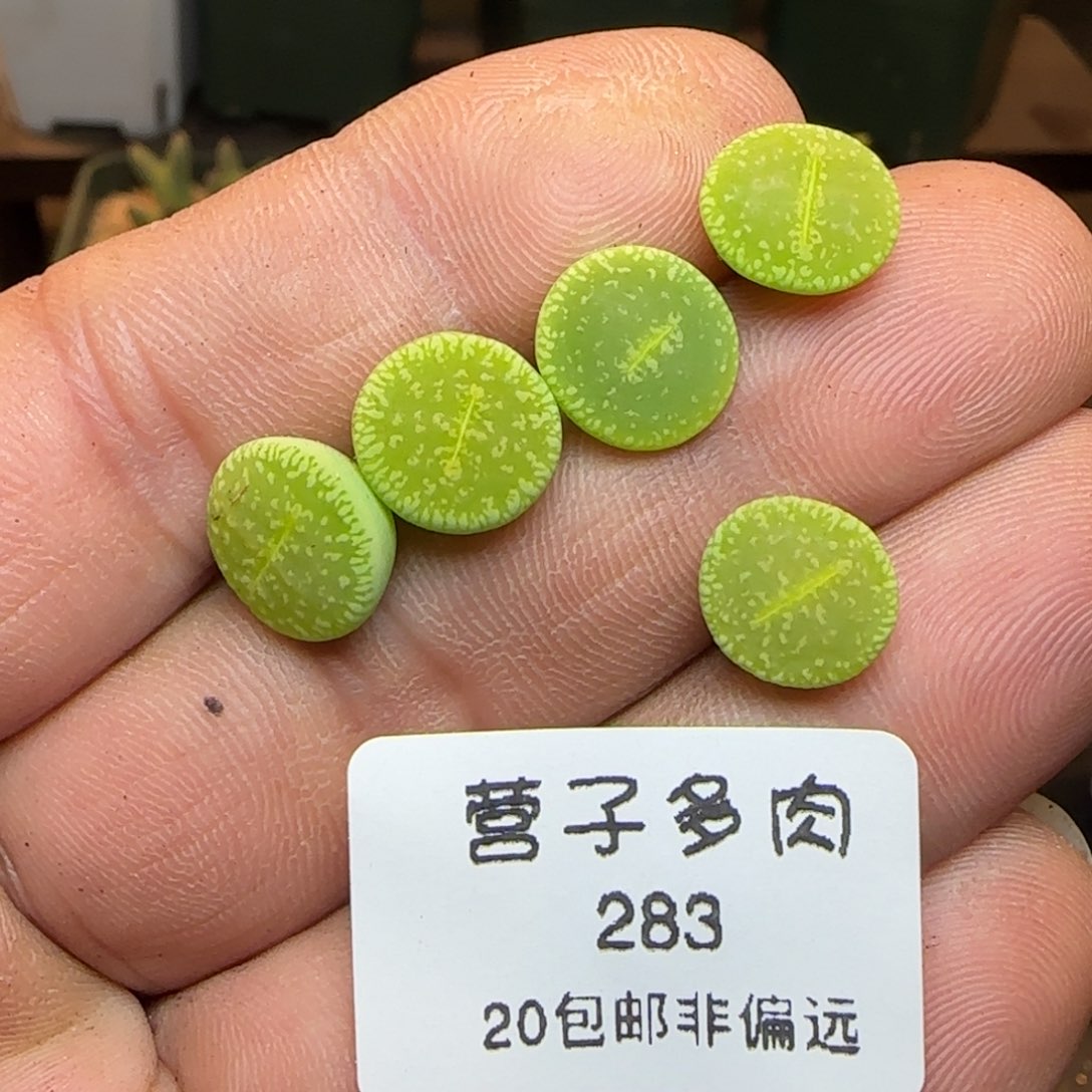 绿光阳。         
