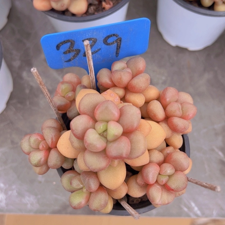 健健康康平平安安