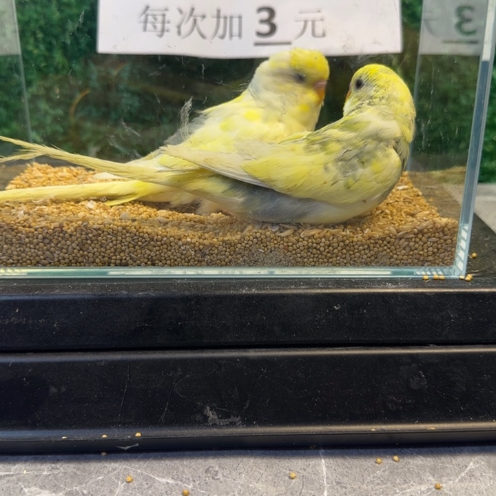 虎皮鹦鹉大头虎皮鹦鹉