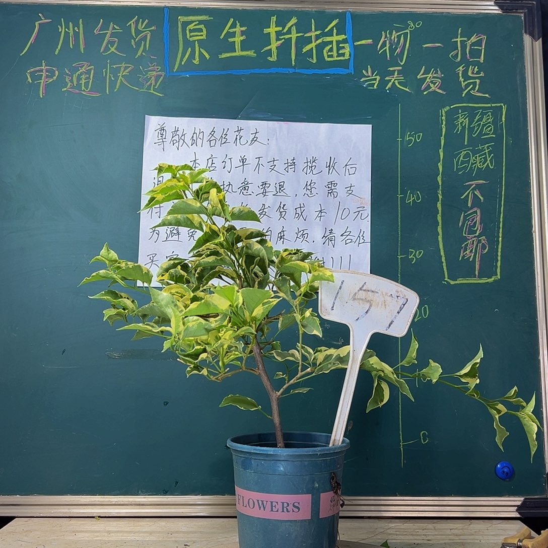 当前无花栽培后可以开花马斯 157
