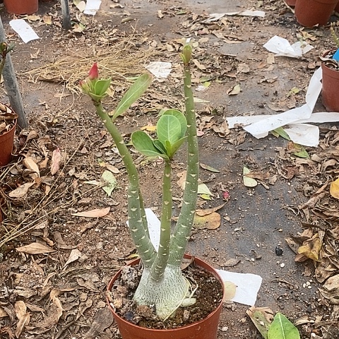 【闪购商品】自**翔绿植