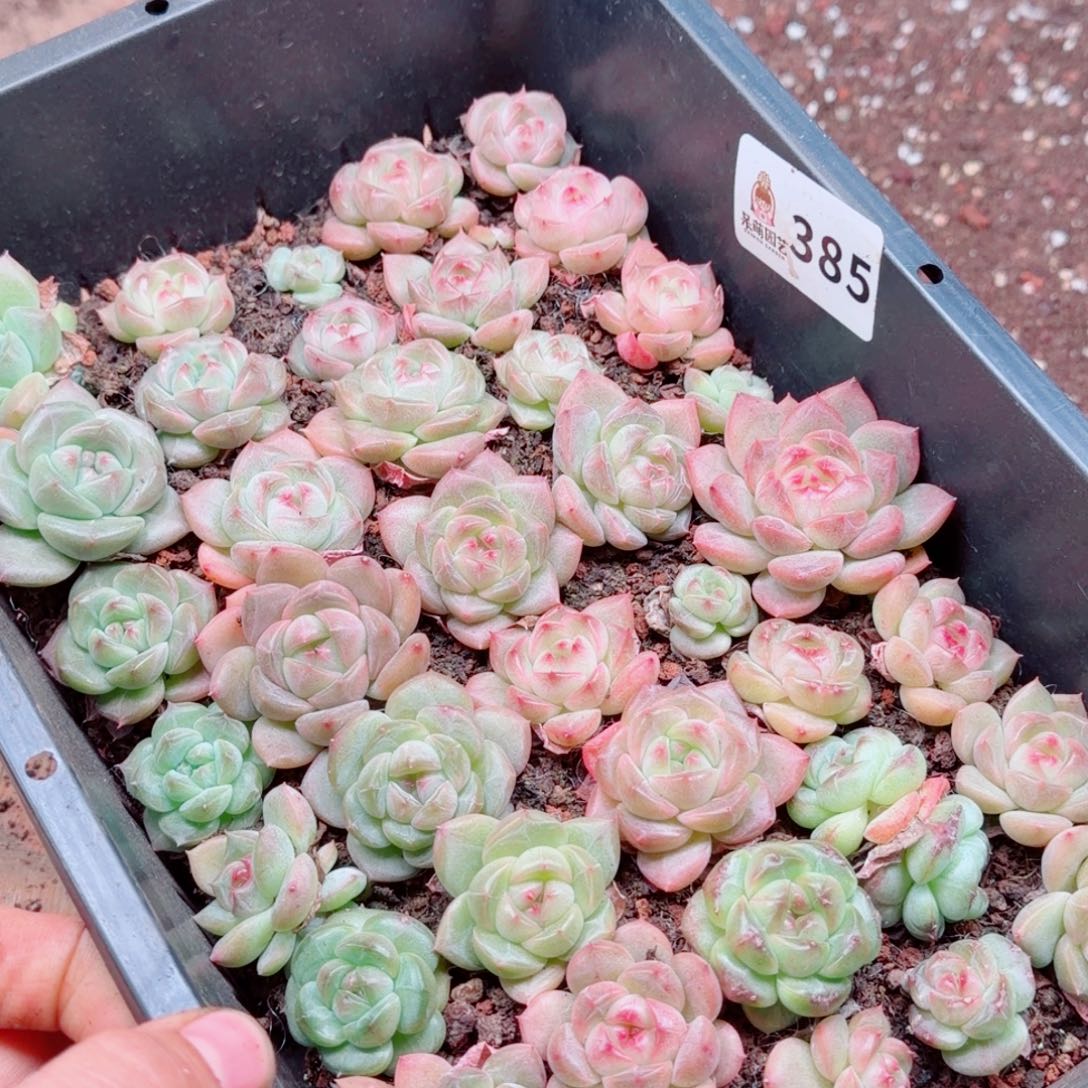 度***多肉植物多肉植物