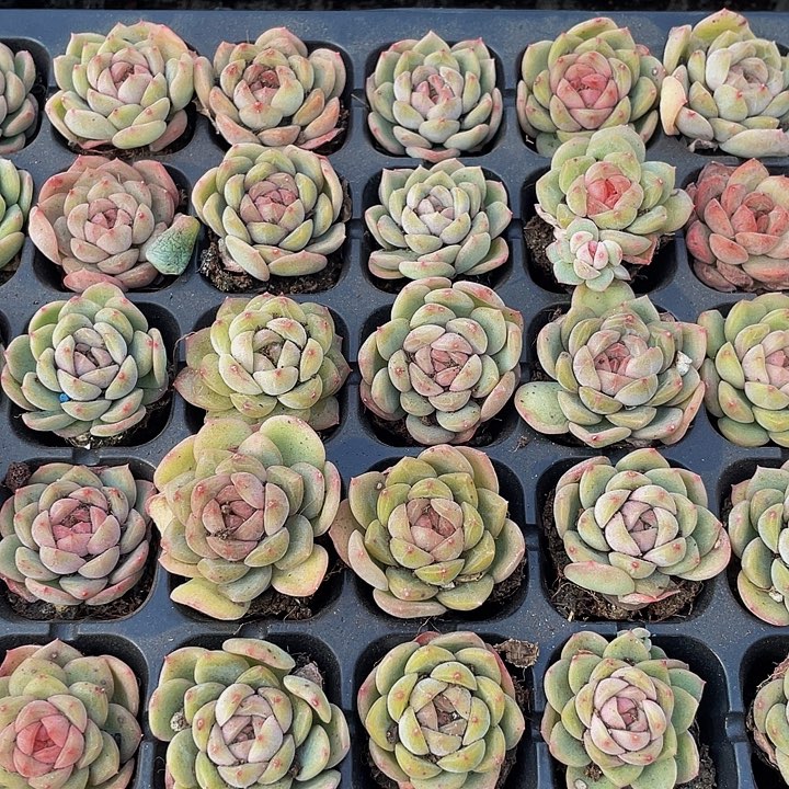 小琴心1元带土发货