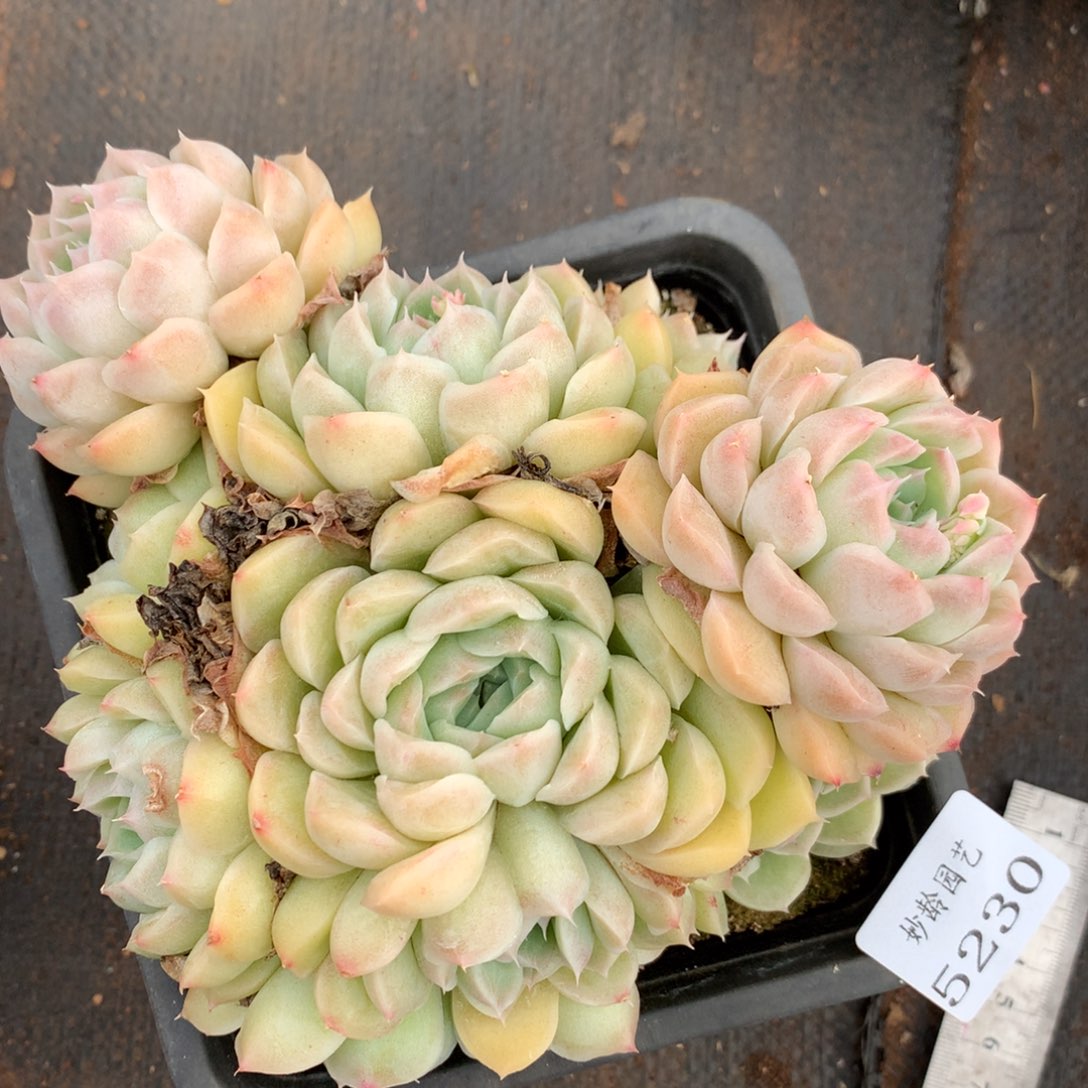 5230杂交精品基地15厘米