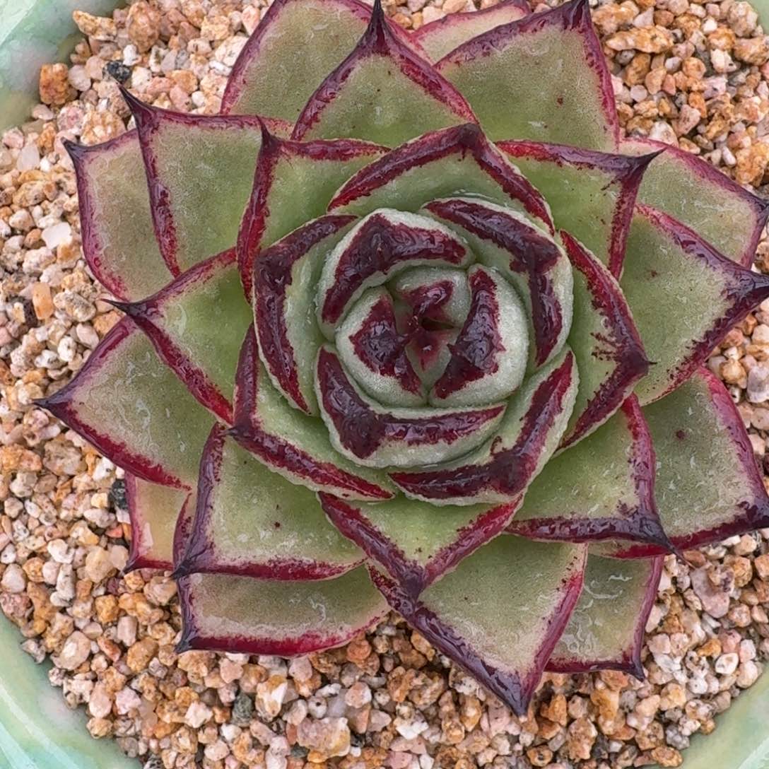 从前慢多肉精选编号1227.52