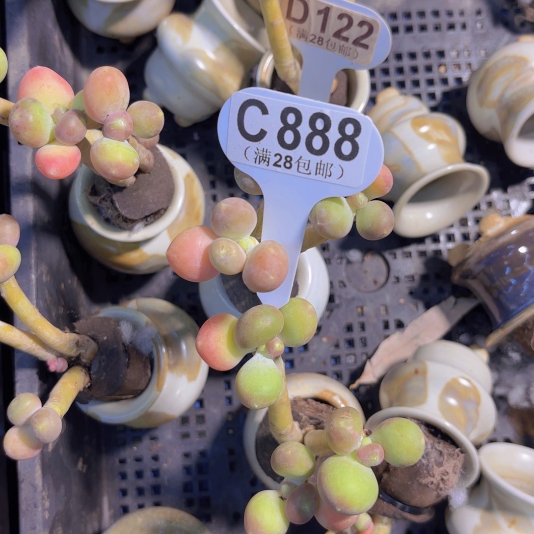 C888芒果奶一物一拍