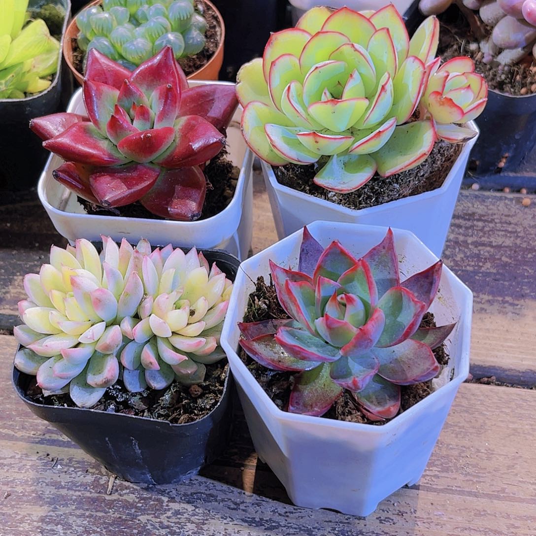 如图四盆111111111111