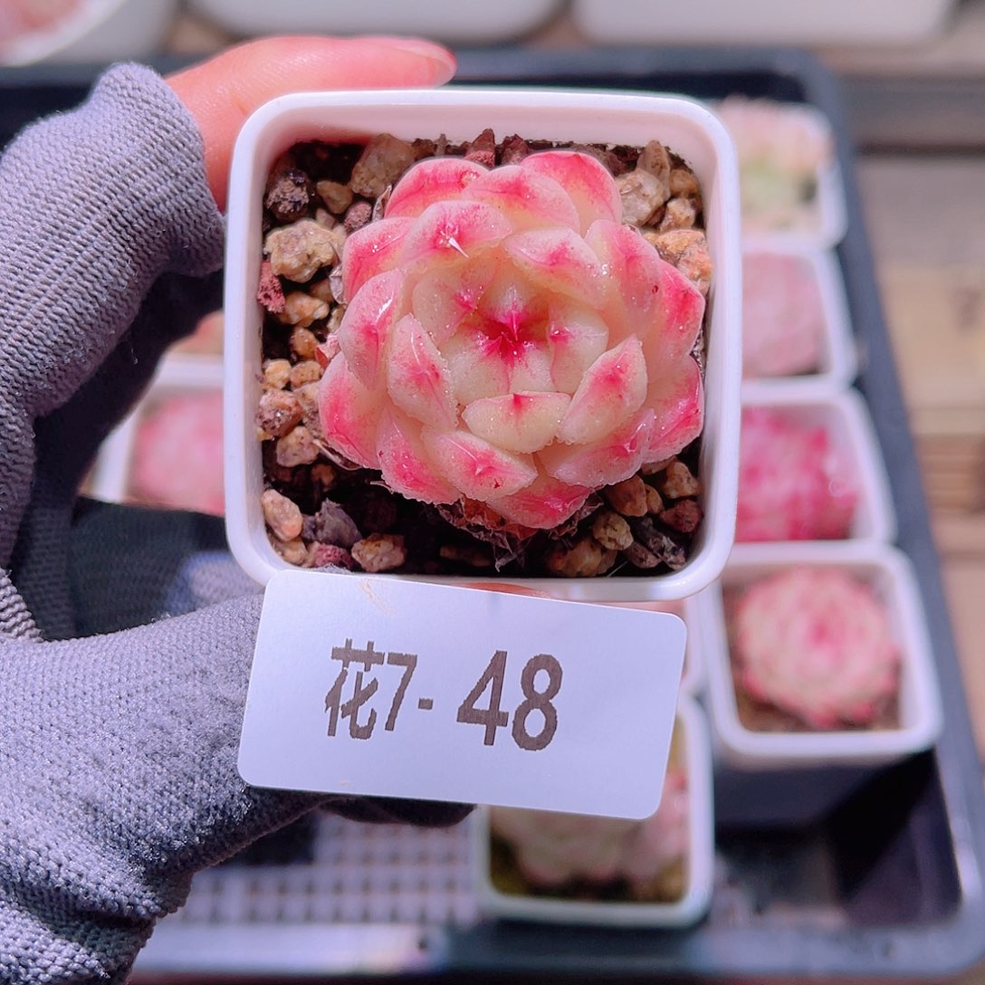 花07-48海王单头