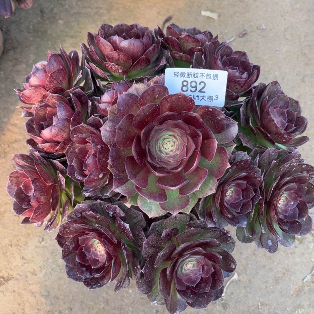 892黑魔多肉植物法师