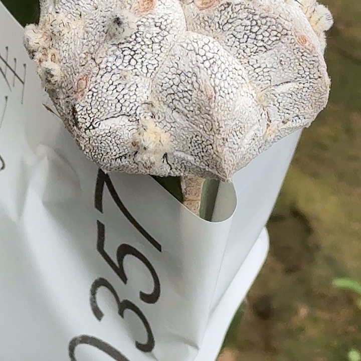 恩冢我鸾凤玉三棱0357