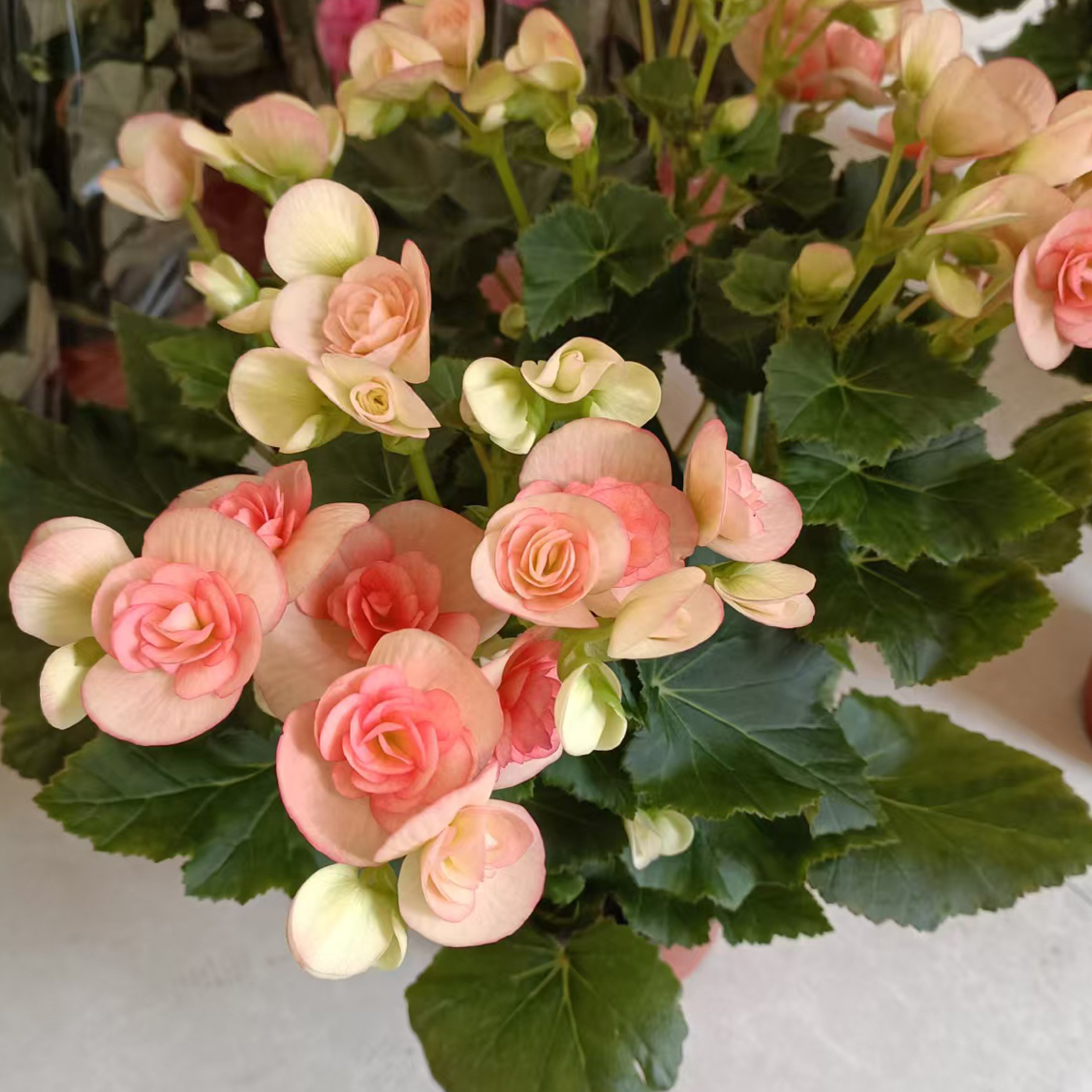 【妮可粉】大盆特级母本，介意花损勿拍