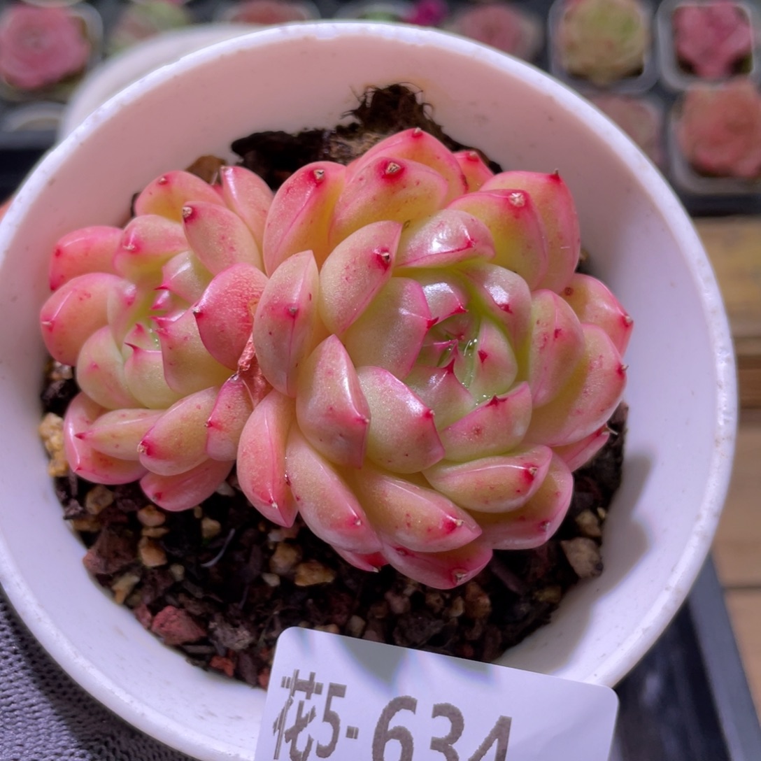 花利美5-634麦秆 