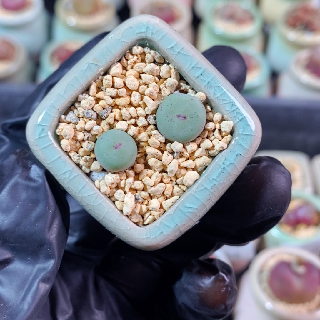 4377-一物一拍 带盆