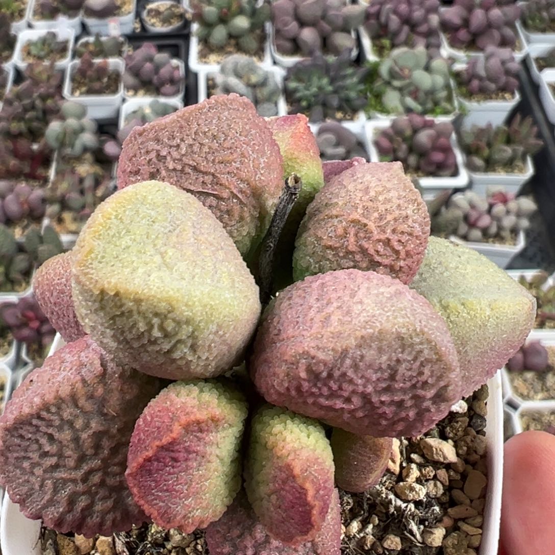 赛猪肝多头纯木质桩多肉植物