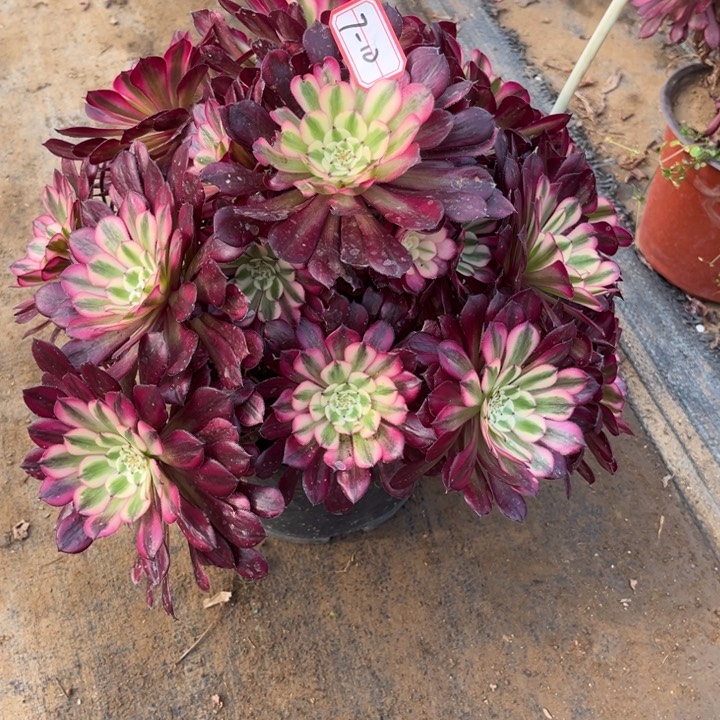 7-10红铜多肉植物