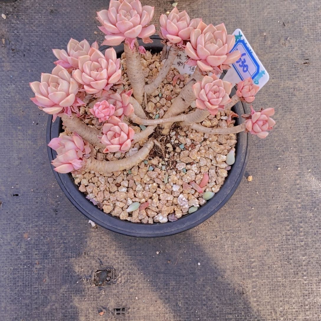 桃***桃2630红粉佳人一颗