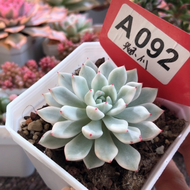 魅爪覆轮锦有根有